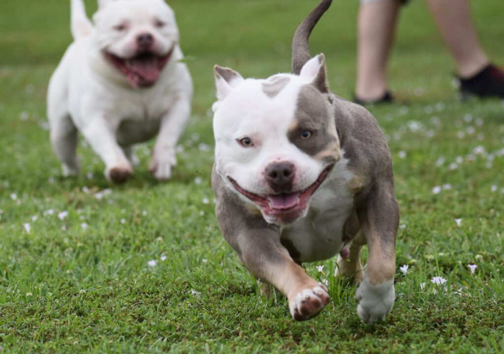 Rescue Dog Course
