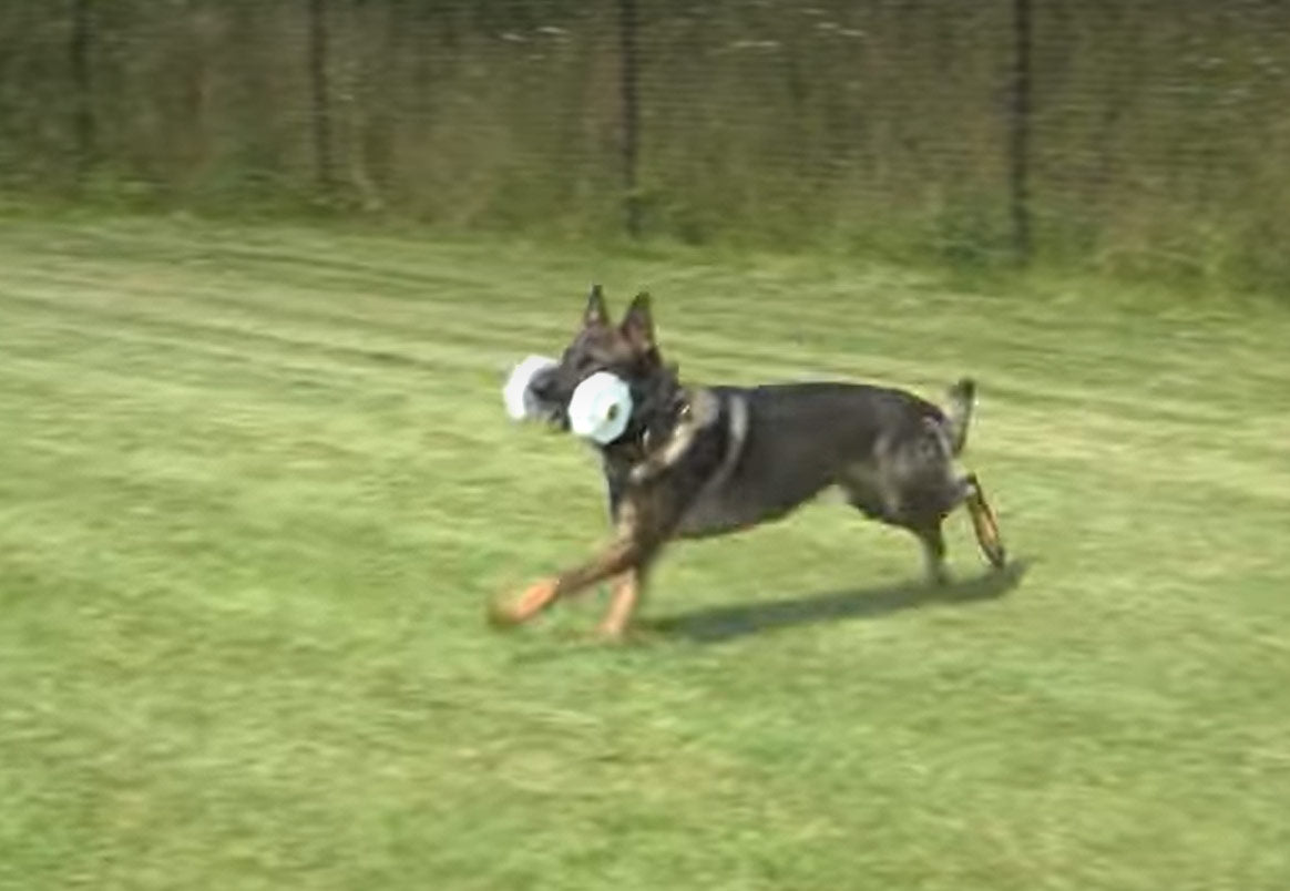 Dumbbell Retrieves Course