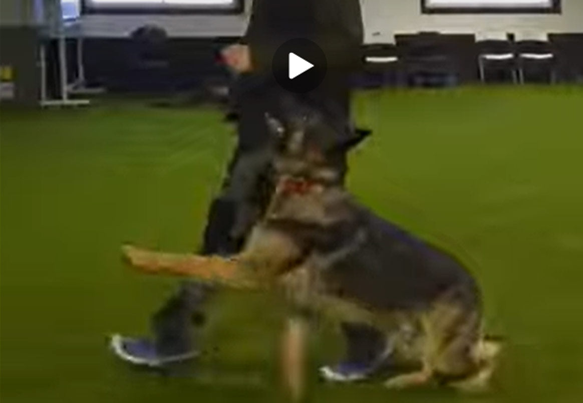 Focus Heeling Course